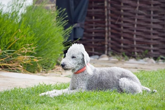 Bedlington  Terrier