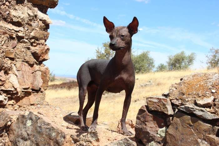 Cão sem pelo do Perú