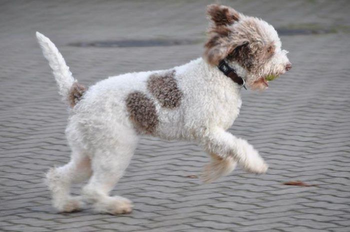 Lagotto de romagnolo