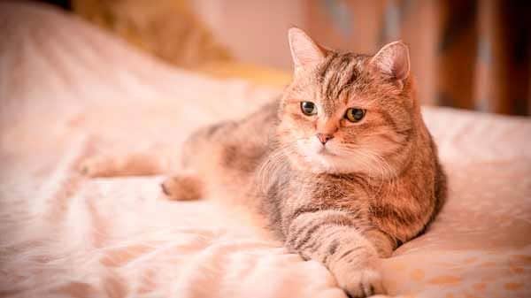 Alergia em gatos: aprende a detetar e combate-las
