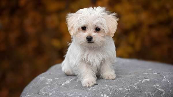 bichon maltes