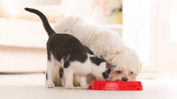 Dieta Yum e dieta Barf para cães e gatos, o que é?