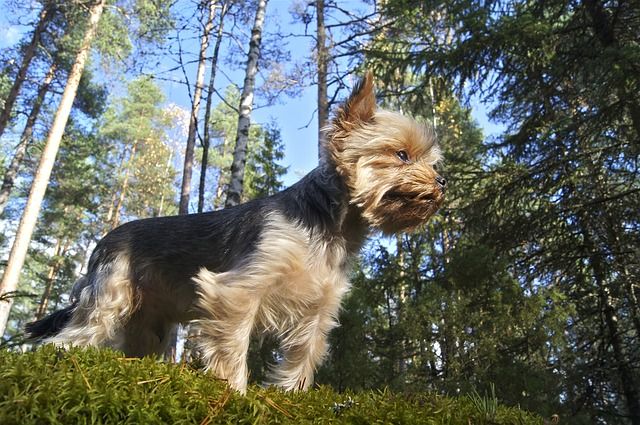 Yorkshire Terrier