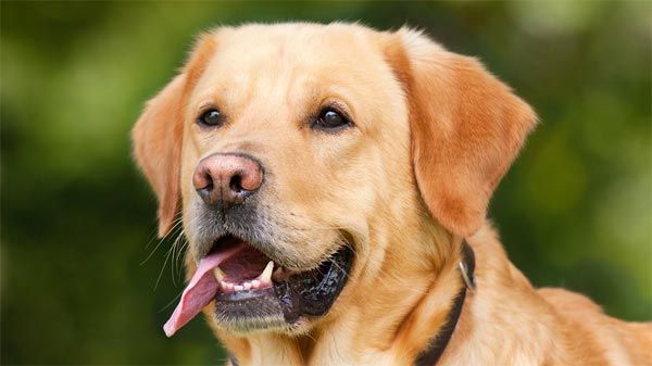 Suplementos para cães