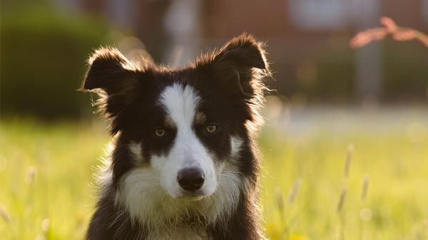 border collie