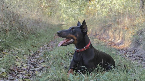 doberman pinscher