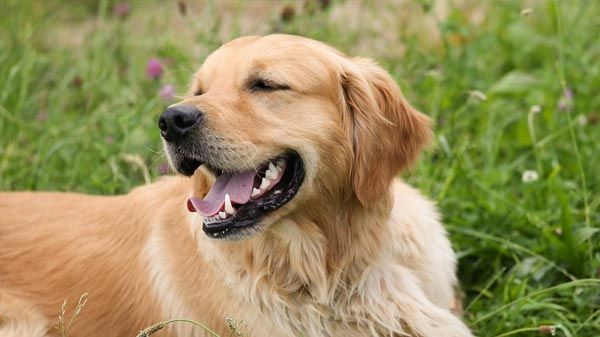 golden retriever