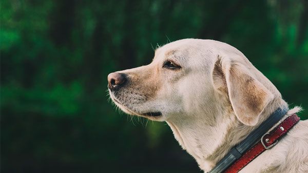 labrador retriever