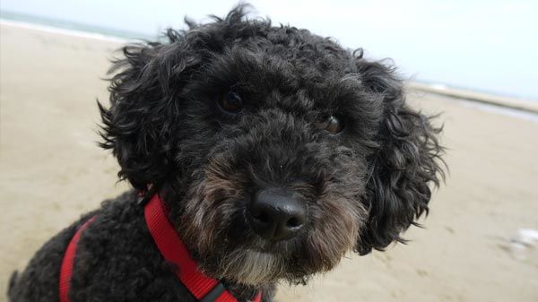 poodle caniche