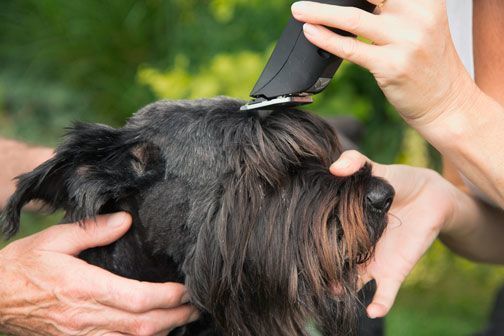 As lâminas mais utilizadas no cabeleireiro canino