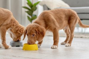 Classificação das melhores rações com relação qualidade/preço para cães