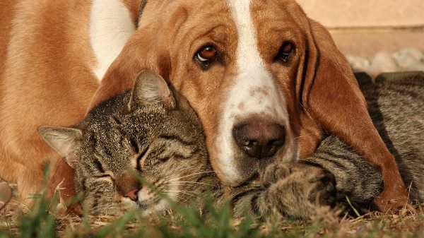 Cálculos urinários em cães e gatos