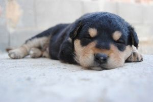 Como cuidar de um cachorro