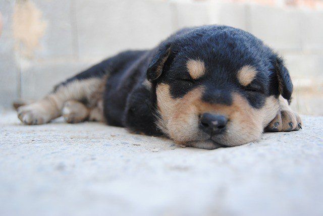 Como cuidar de um cachorro