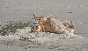 Como manter o pelo de um Golden Retriever
