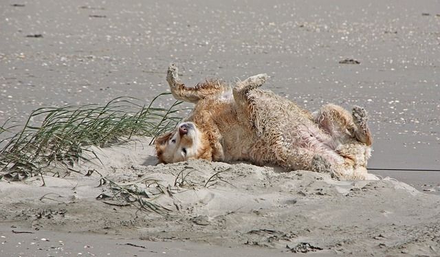 Como manter o pelo de um Golden Retriever