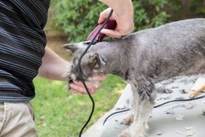 Conselhos para escolher um aparador de pelo para cães