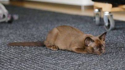 Cuidados básicos a ter com um gato