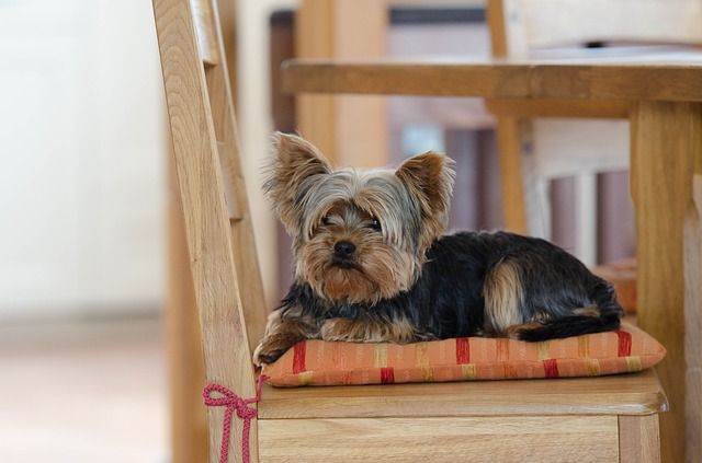 Qual a melhor ração para o meu Yorkshire Terrier?