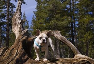 Qual é a melhor ração para o meu bulldog francês?