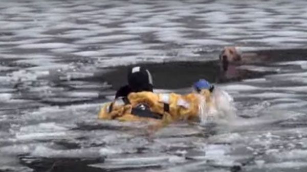 Um homem salva um cão das aguas geladas