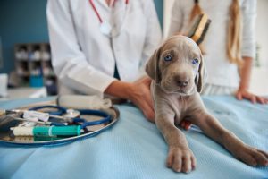 Calendário de vacinação para um cachorro