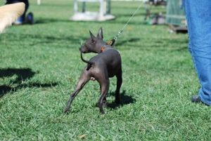 Xoloitzcuintle