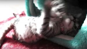 Os 180 primeiros dias de uns gatinhos