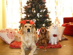 8 Razões para desfrutar do Natal com o teu animal