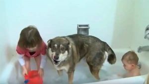 Como reagem os cães na hora do banho