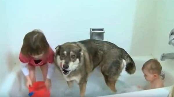 Como reagem os cães na hora do banho