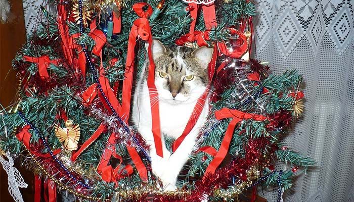 Como vês tu o Natal e como o vê o teu gato