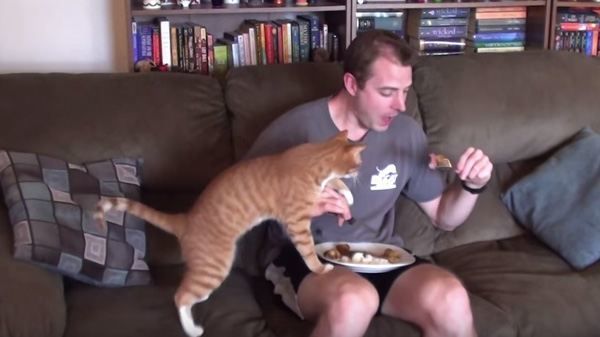O que pode passar se comes com o teu gato