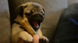 Viver como um "Carlino"