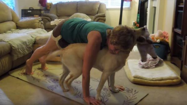 Os cães e yoga