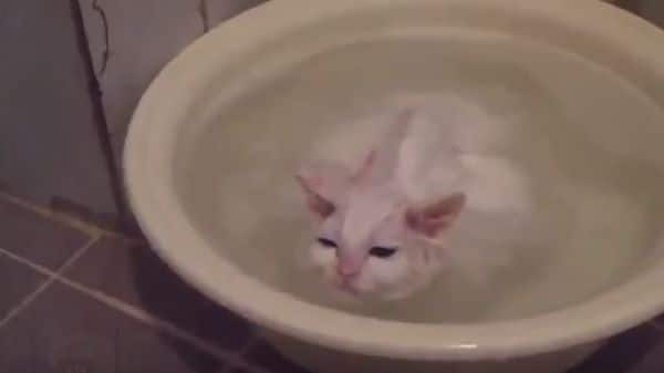 Gatito não quer que o seu banho termine