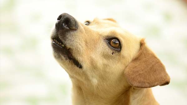 O meu cão não come, quais são os motivos?