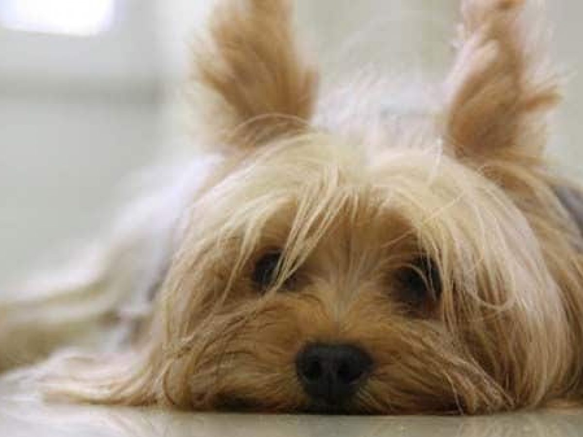 Como funcionam os feromónios nos cães? • Tiendanimal Blog