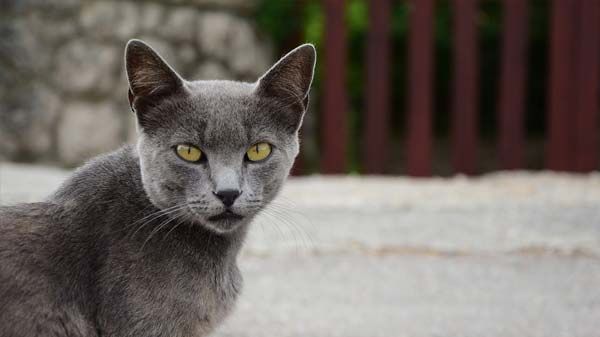 O controlo de saúde do gato adulto