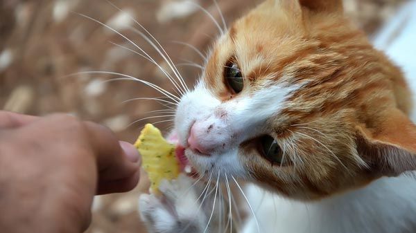 Porque não deves dar comida humana aos gatos