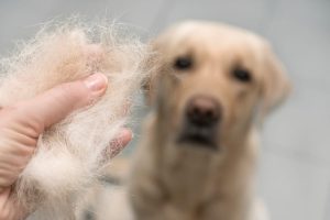 razões para a queda de pelo nos cães