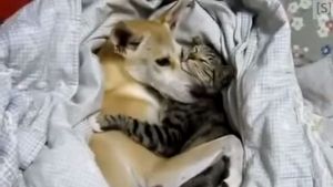 Cão e gato dormem entrelaçados