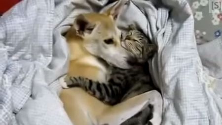 Cão e gato dormem entrelaçados