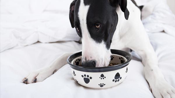 Comida caseira para cães ou ração?