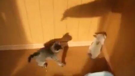 Gatinhos brincam com a sombra do humano