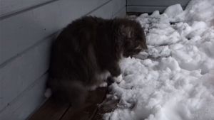 Gato diverte-se ao brincar com a neve