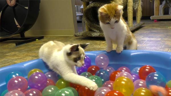 Gatos brincam na piscina de bolinhas