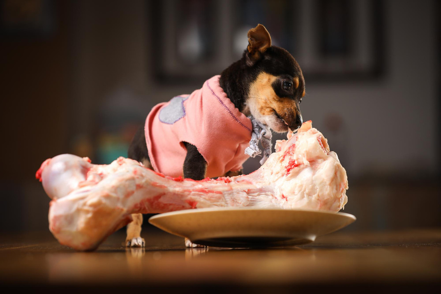  O que é melhor para os cães: ração seca ou comida caseira/natural?
