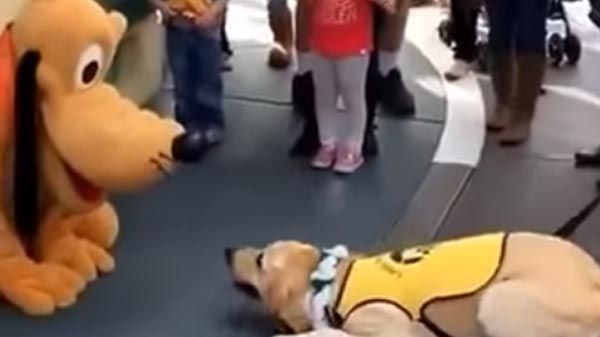 Um cão guia emociona-se ao conhecer o Pluto
