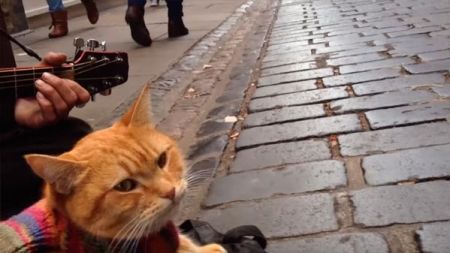 Um gato de rua chamado Bob